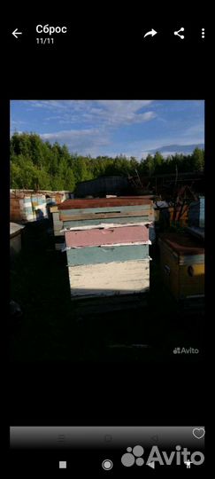 Пчелы и пчелоинвентарь