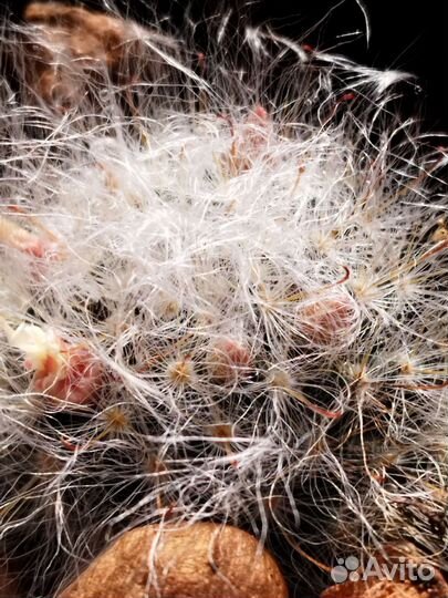 Кактусы на цвету