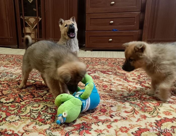 Продам щенков помесь карело-финской лайки