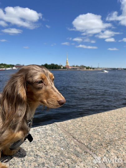 Мраморная кроличья такса