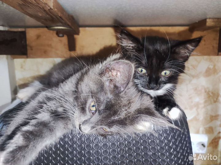 Котята в добрые руки