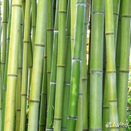 Ствол бамбука зеленый