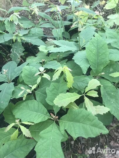 Саженцы дуб краснолистный. Дуб красный