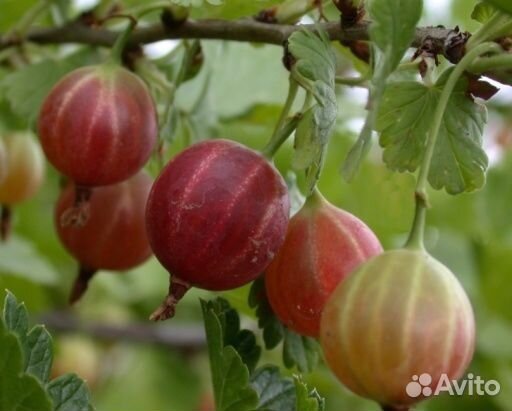 Саженцы Крыжовника