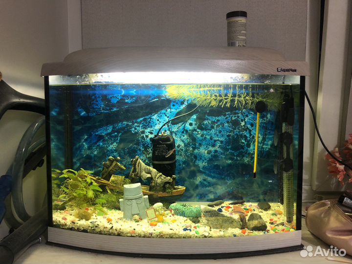 Аквариум и все что на фото