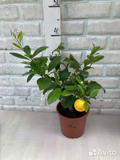 Лимон, лайм, кумкват, мандарин, апельсин и другое