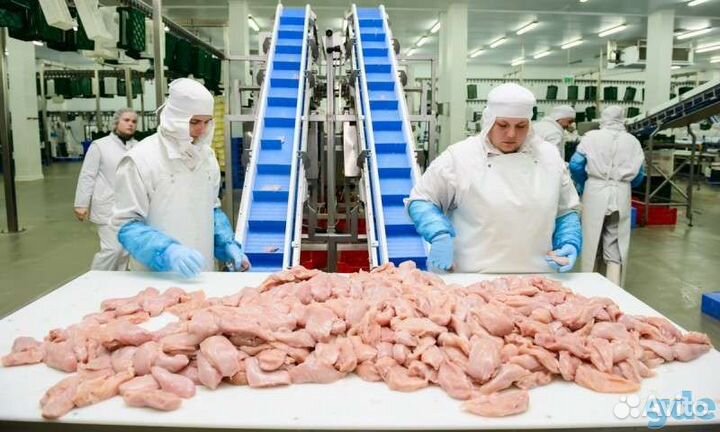 Работа на птицефабрике вахта Челябинск Пермь