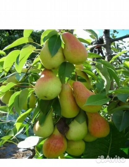 Саженцы груши