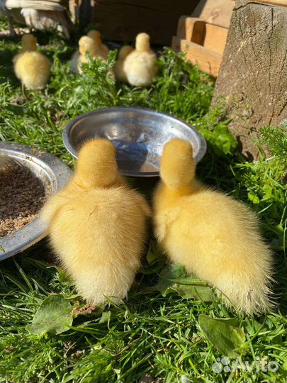 Утята индоутки, кролики