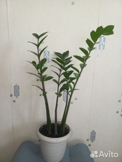 Замиокулькас