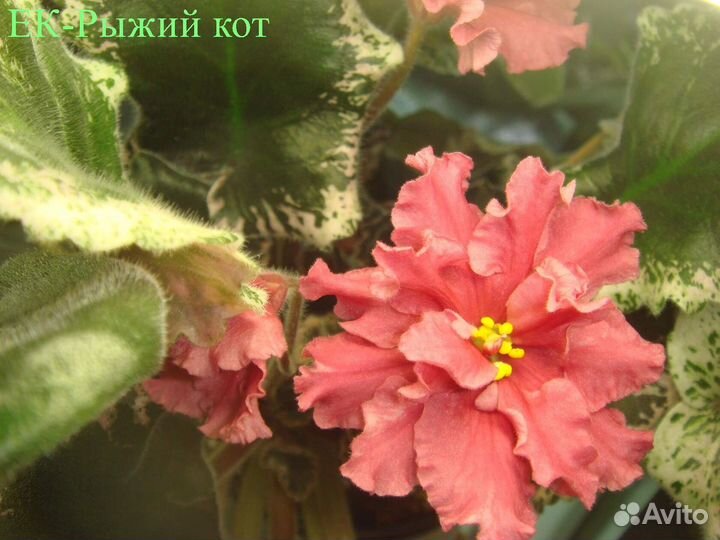 Комнатные цветы фиалки