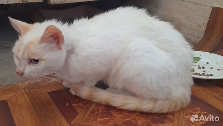 Кошка в дар
