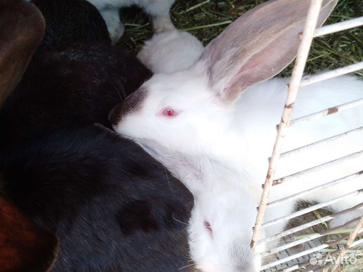 Кролики на племя и на мясом