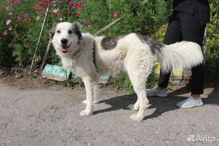 Пёс Шмель ищет тёплый дом и любящую семью