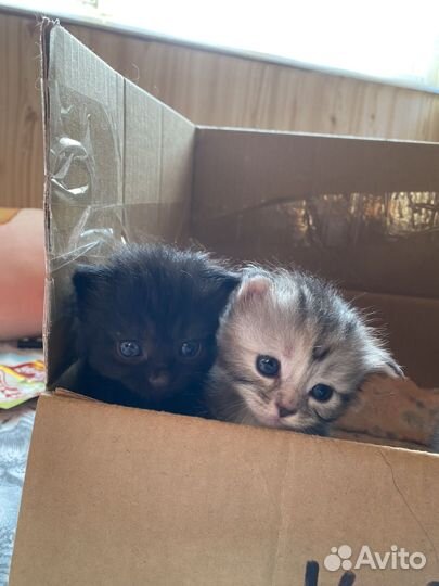 Котята в добрые руки