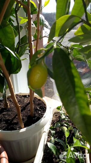 Лимон, лайм,мандарин,кинкан