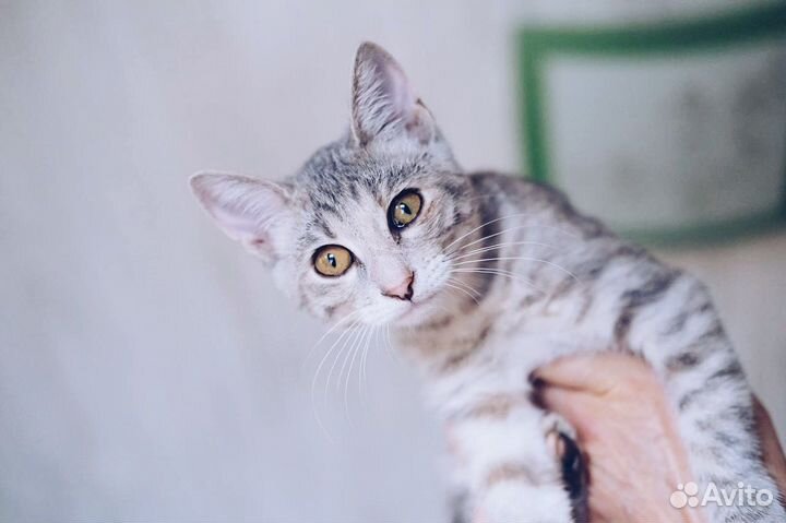 Котята в добрые руки бесплатно