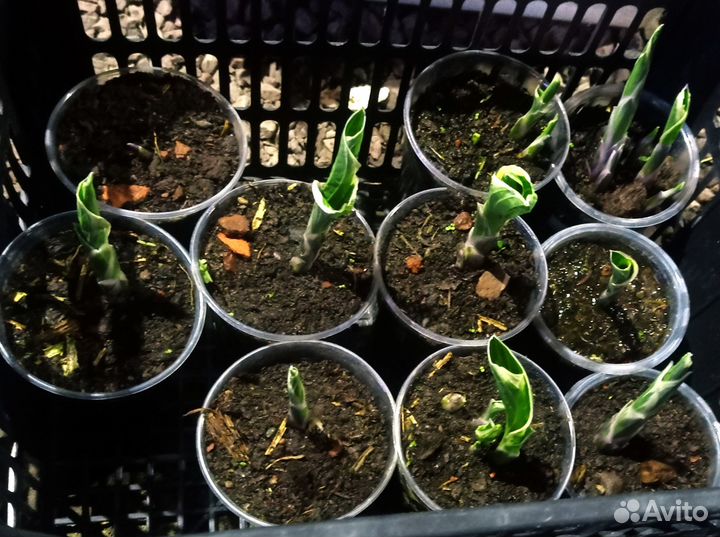 Продам хосты. Возможна доставка по г. Красноярску