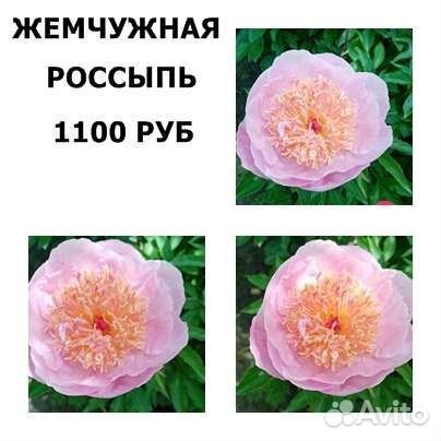 Пион Жемчужная Россыпь