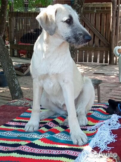 Собакакрасавица