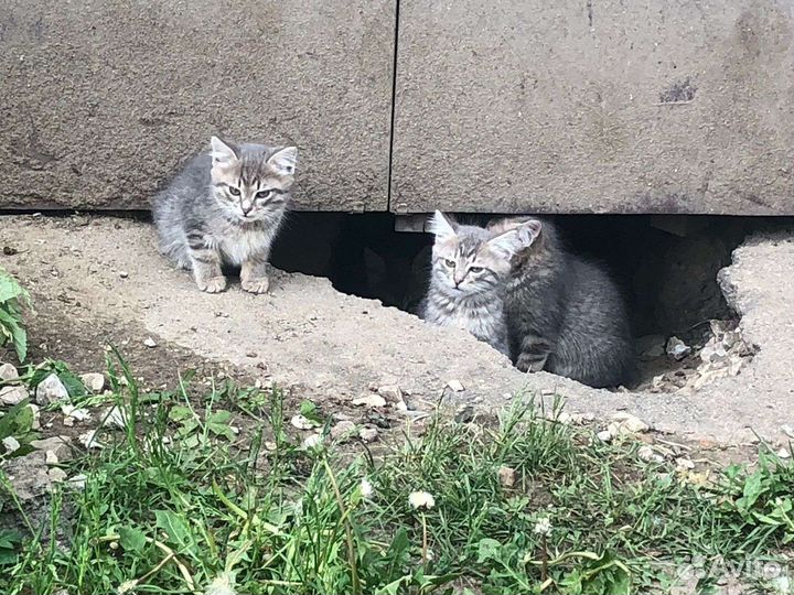 Котята в добрые руки бесплатно