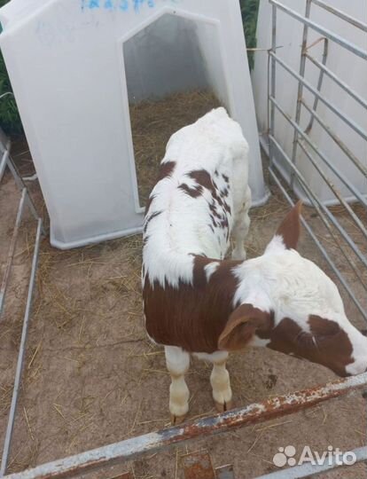 Бычки на откорм