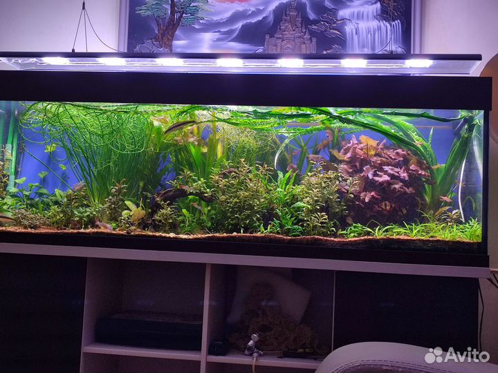 Набор растений для аквариума