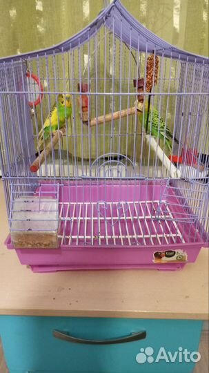 Волнистые попугаи, пара