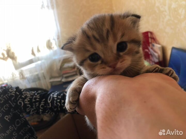 Шотландская британка вислоухая