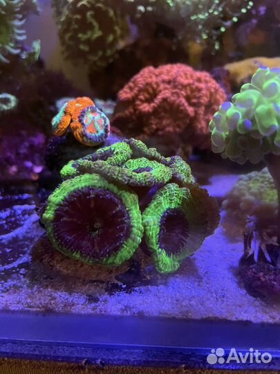 Кораллы для морского аквариума