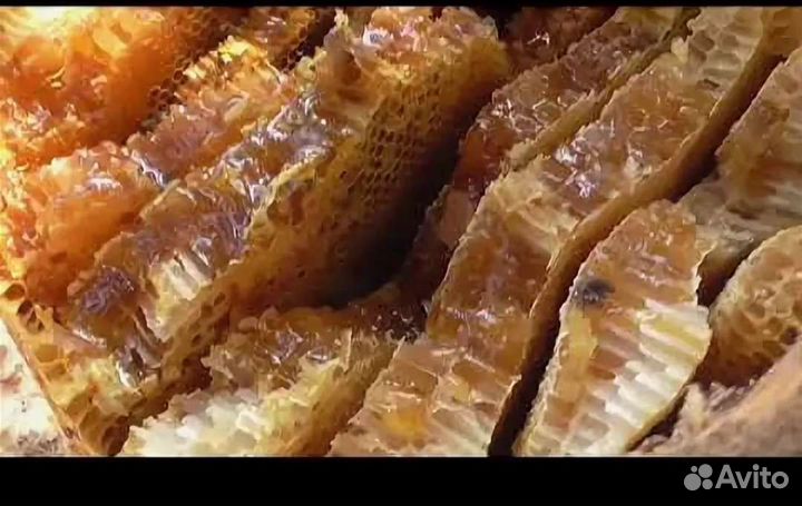 Бортевый мед