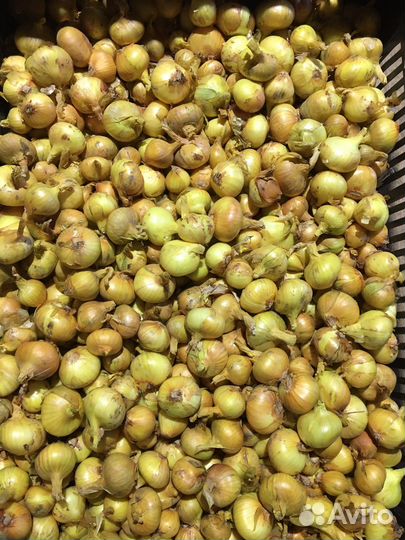 Лук семейный Золотничок