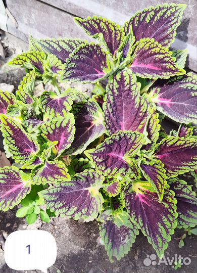 Колеус срез