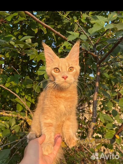 Котята мейн-кун из питомника