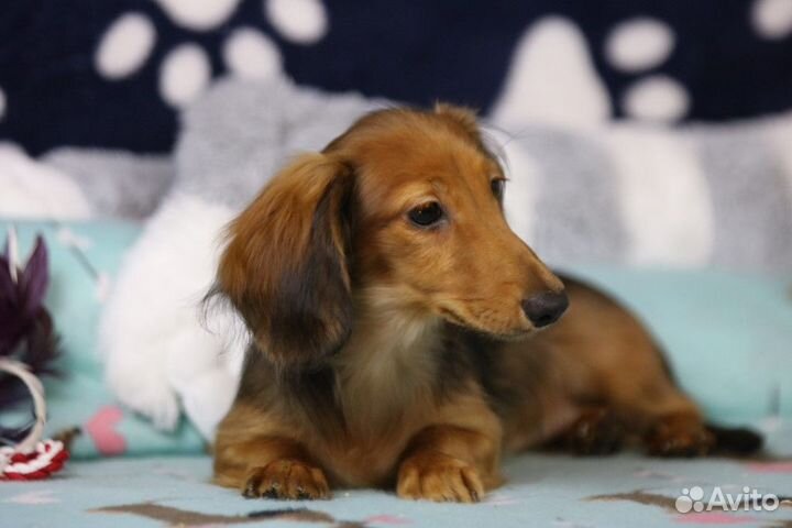 Девочка - такса кроличья д/ш