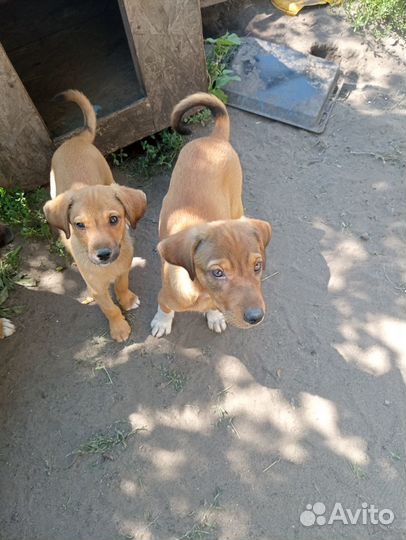 Щенки 3мес