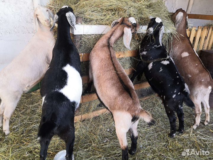 Козочки нубийской породы