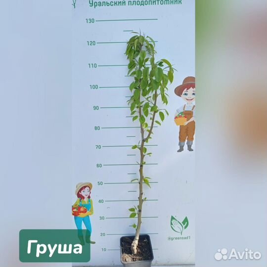 Саженцы груш