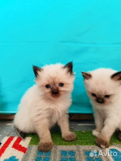 Котята Невская маскарадная