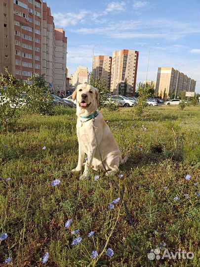 Кобель лабрадора вязка