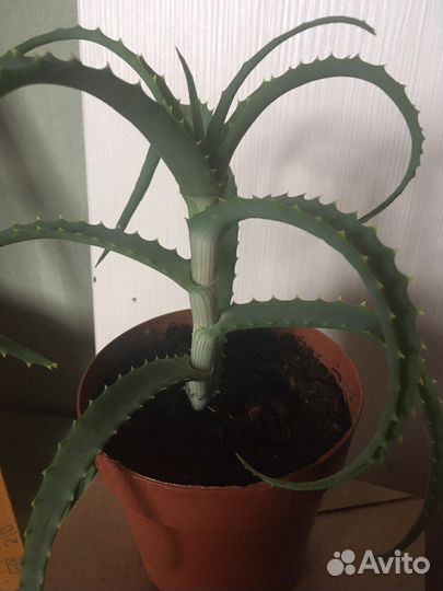 Алое древовидный(лечебное)