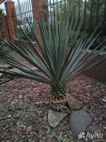 Пальма юкка