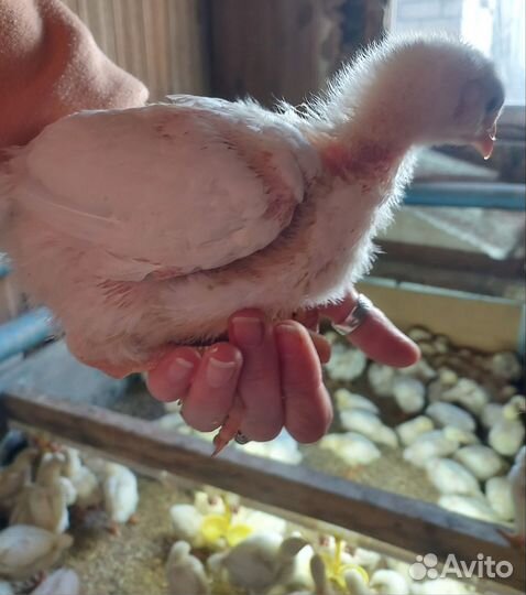 Цыплята суточные, несушки,индейка, бройлеры, утка