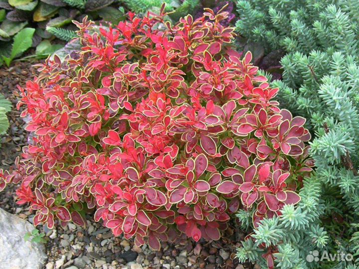 Барбарис Тунберга Admiration