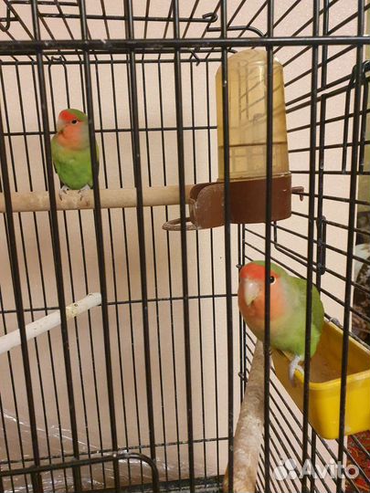 Попугаи пара розовощекие неразлучники