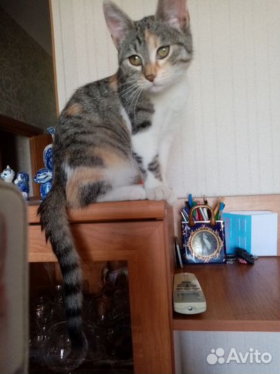 Котенок девочка в добрые руки