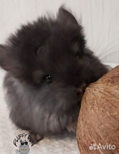 Шиншилла Ангора по кличке Тату