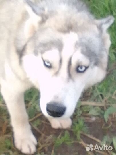 Собака в добрые руки хаски