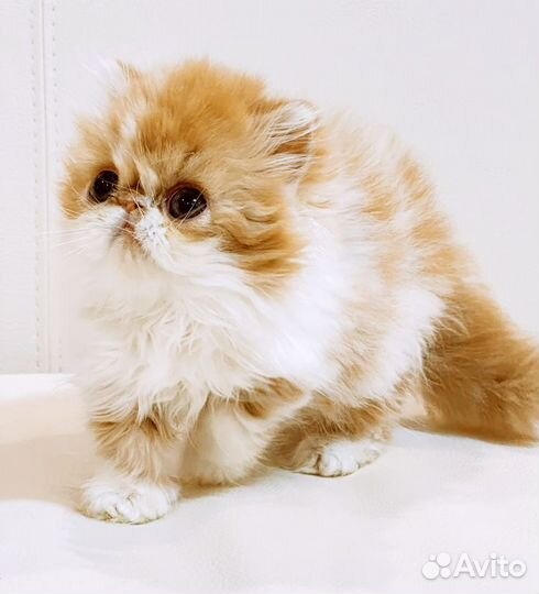 Персидская кошка
