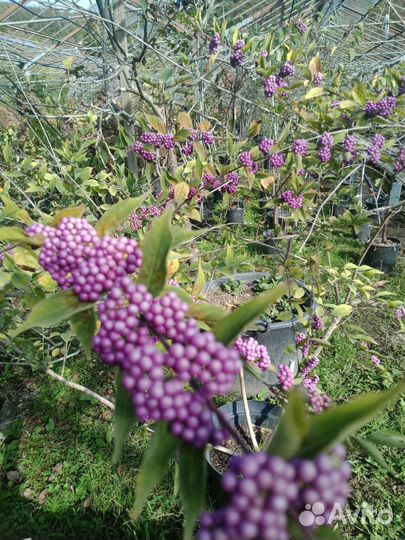 Красивоплодник